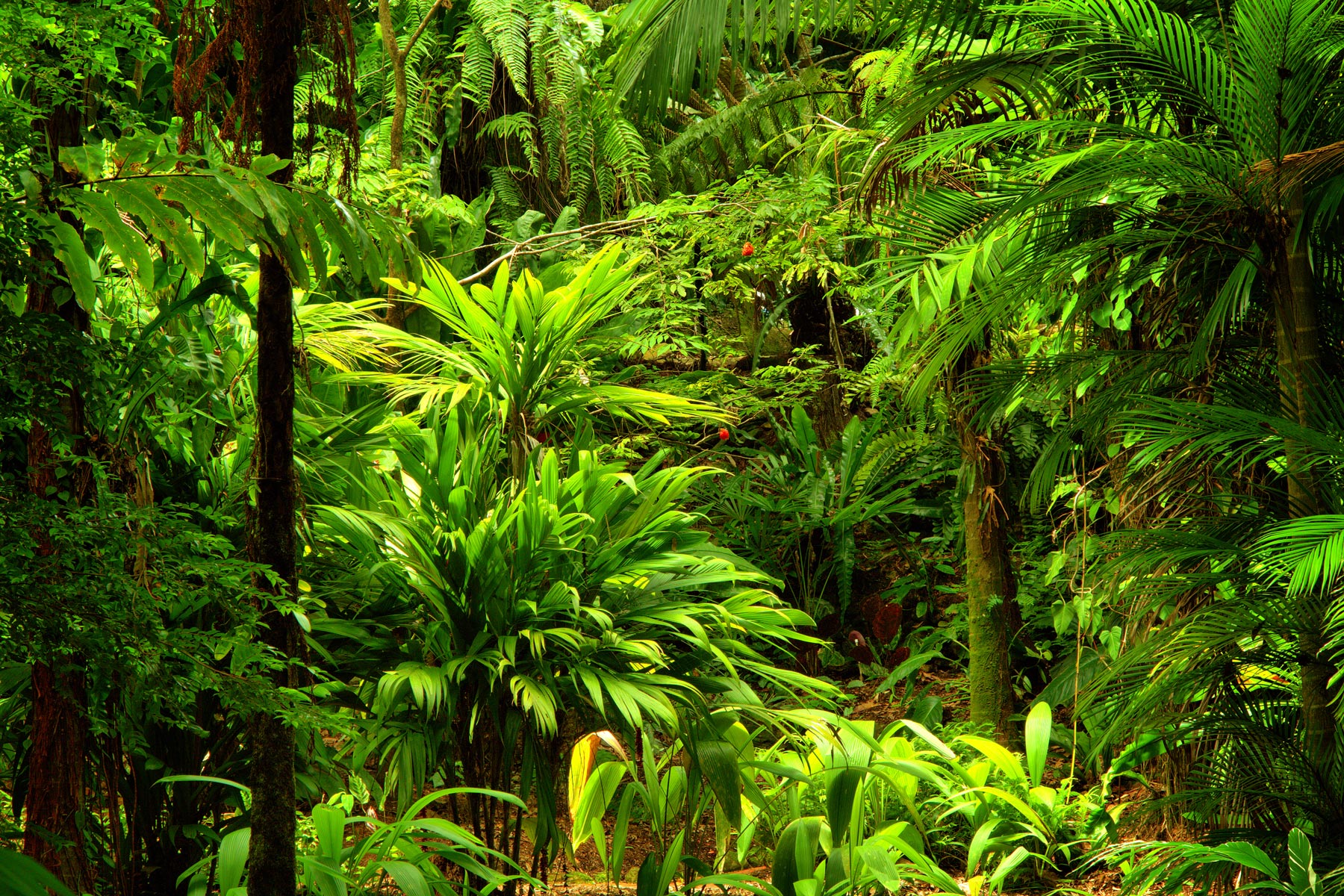 Arbres tropicaux au jardin des parfums et des épices